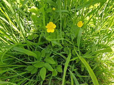 Malá šumavská toulka