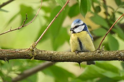 Sýkora modřinka s hubeným obědem