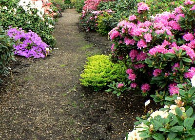 Cestička mezi keři