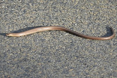 Nemilé setkání se slepýšem