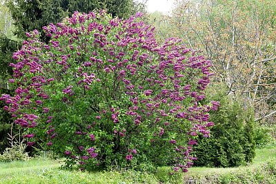 Šeříky v plné kráse