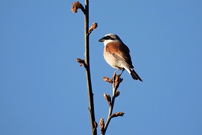 Tak jsem tady, ťuhýk obecný