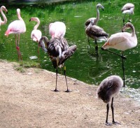 Plameňáci růžoví