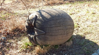 Plod mišpule v dřeveném provedení