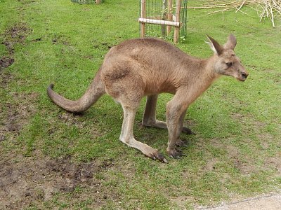 Člověče, odstup, chci přejít