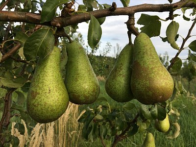 Úroda na hrušni