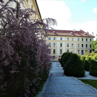 Keře v ranním stínu