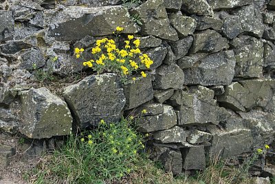 7 Zdivo prozářila tařice