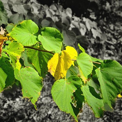 Žluto zelený pohled