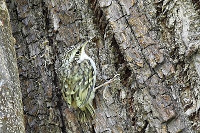 Šoupálci opouští hnízdo, první