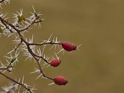Šípky už jsou přemrzlé...