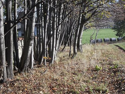 hradba stromů pokračuje