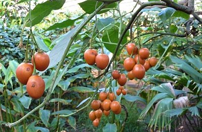 Rajčenka - ozdoba zahrad i domova