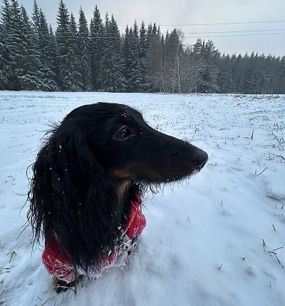 Nový rok je veselý