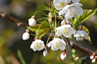 A opravdové jaro vtrhlo i k nám