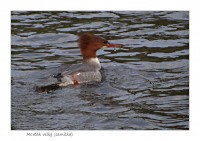 Samička - koho si vybere?