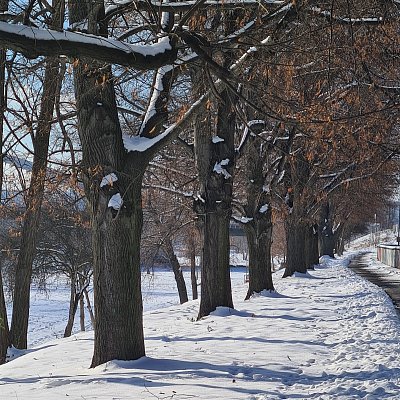 Nedaleko břehu Vltavy