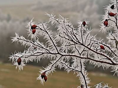 Růže šípková...