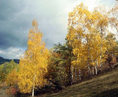Břízky na Bílé strání