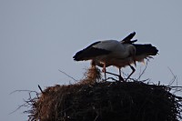 Ještě se pořád upravuje hnízdo