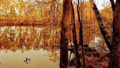 Olše se schovaly do rybníku