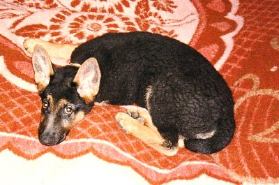 Jak jsme měli doma Netopýra 