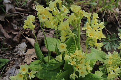 Petrklíče jsou všude