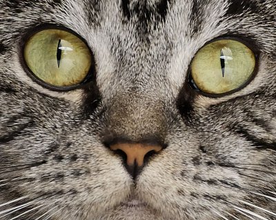 Kočičí listy 2: Sama doma, když je vedro