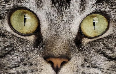 Kočičí listy 3: Blonďák buší do piána