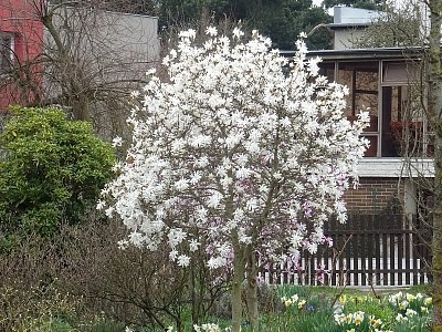 Bílá a růžová...