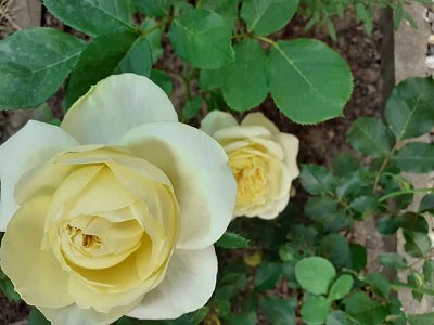 Bílá se žlutým nádechem