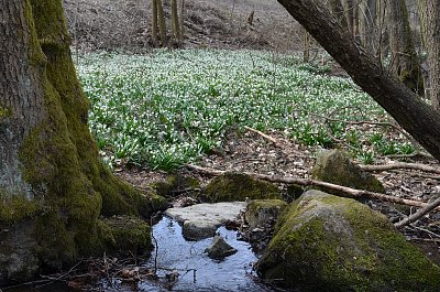 Bledule u Chlébského potoka