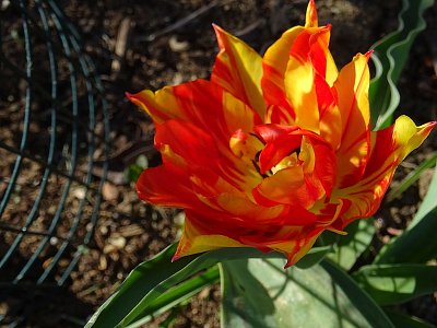 Botanický tulipán...