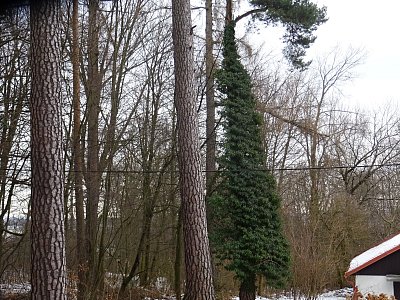 Břečťan na borovici...