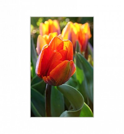 Miluše Převrátilová