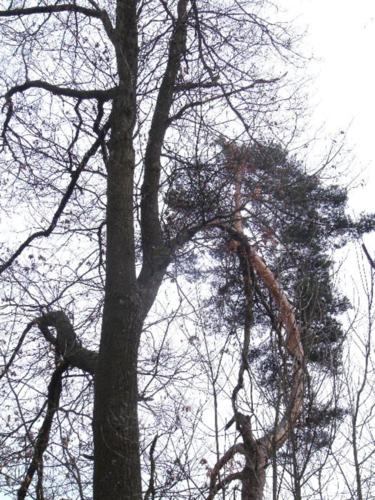 Čekání na jaro