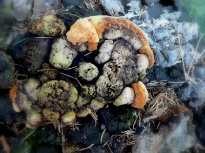 Podzimní fotohádanka