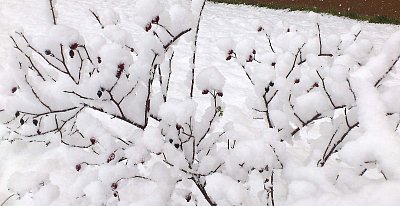 Na šípkovém keři