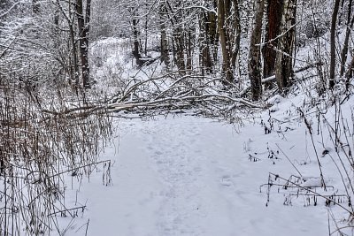 Někdo mi hází břízy pod nohy