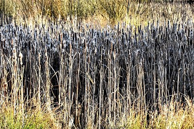 Pelíchající orobince.