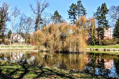 Vrba, rybníček a stíny.