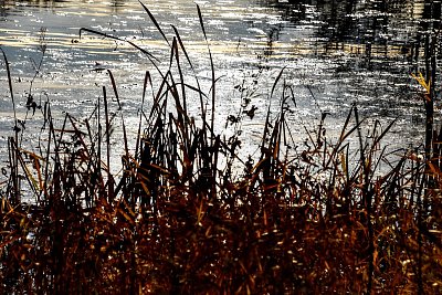 Rákosí a stříbrné jezero.