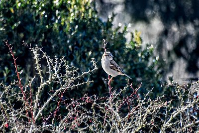 Obyčejný vrabčáček