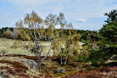 Dvě břízy na skalách.