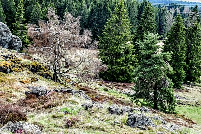 Ve Slavkovském lese.