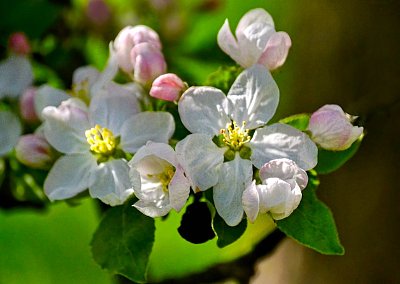 Fotoreportáž: Jarní květy ze zahrady 2025