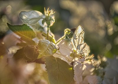 Ve zlaté hodince...