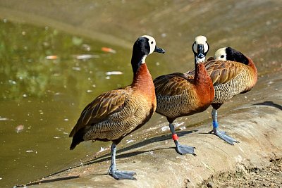 Víte, že dnes máme apríla?