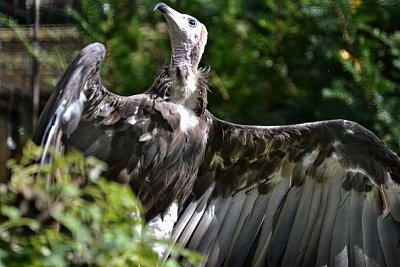 Provětrat křídla...