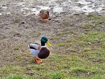 Pojď ve z toho bláta...